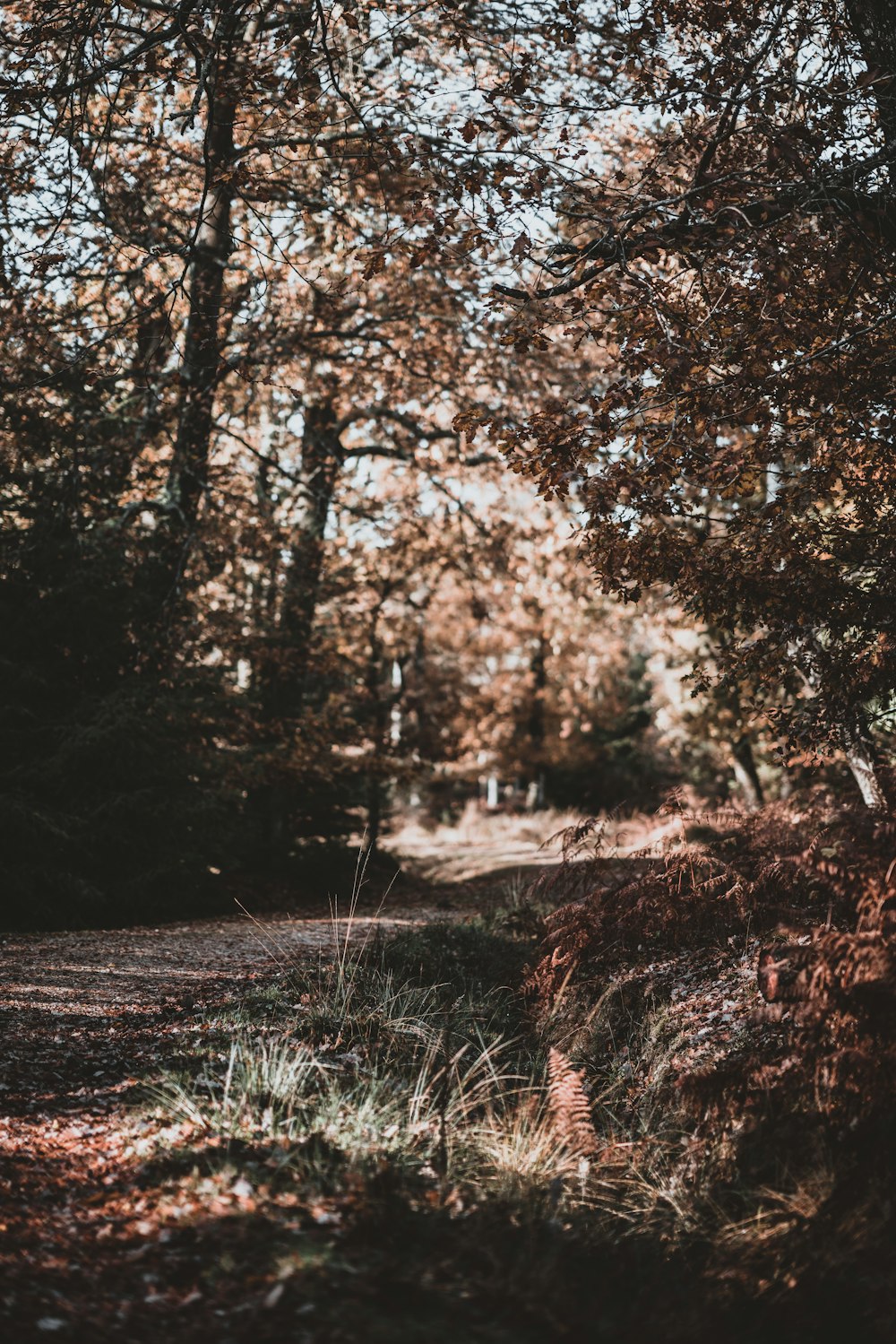 pathway surrounded with tall trees