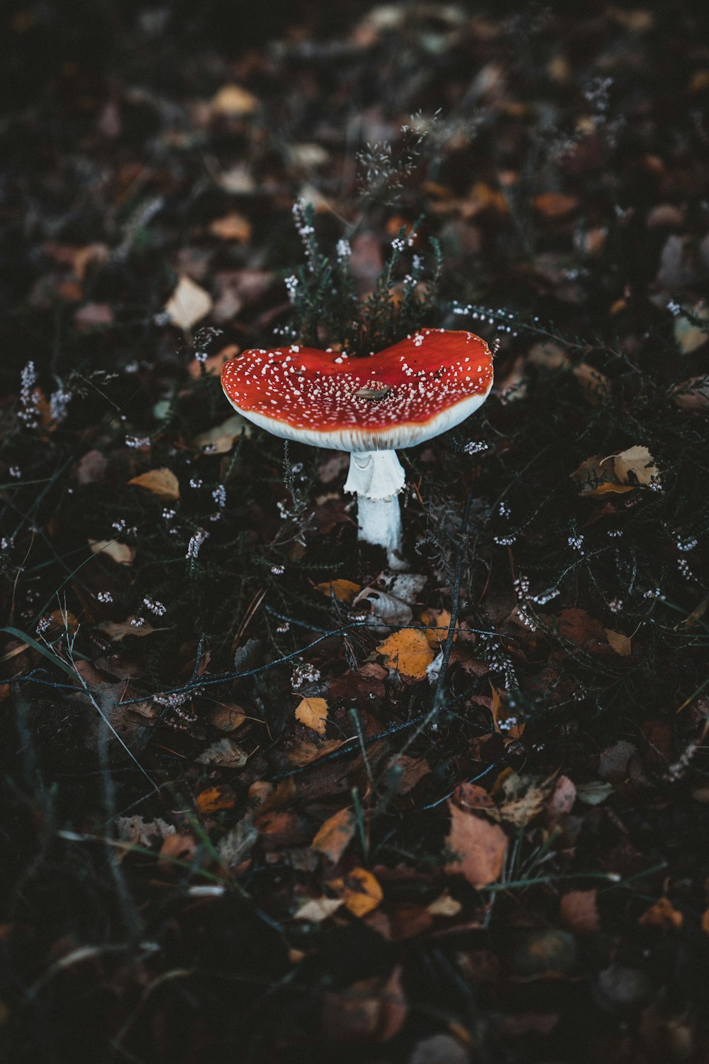 red and white plant