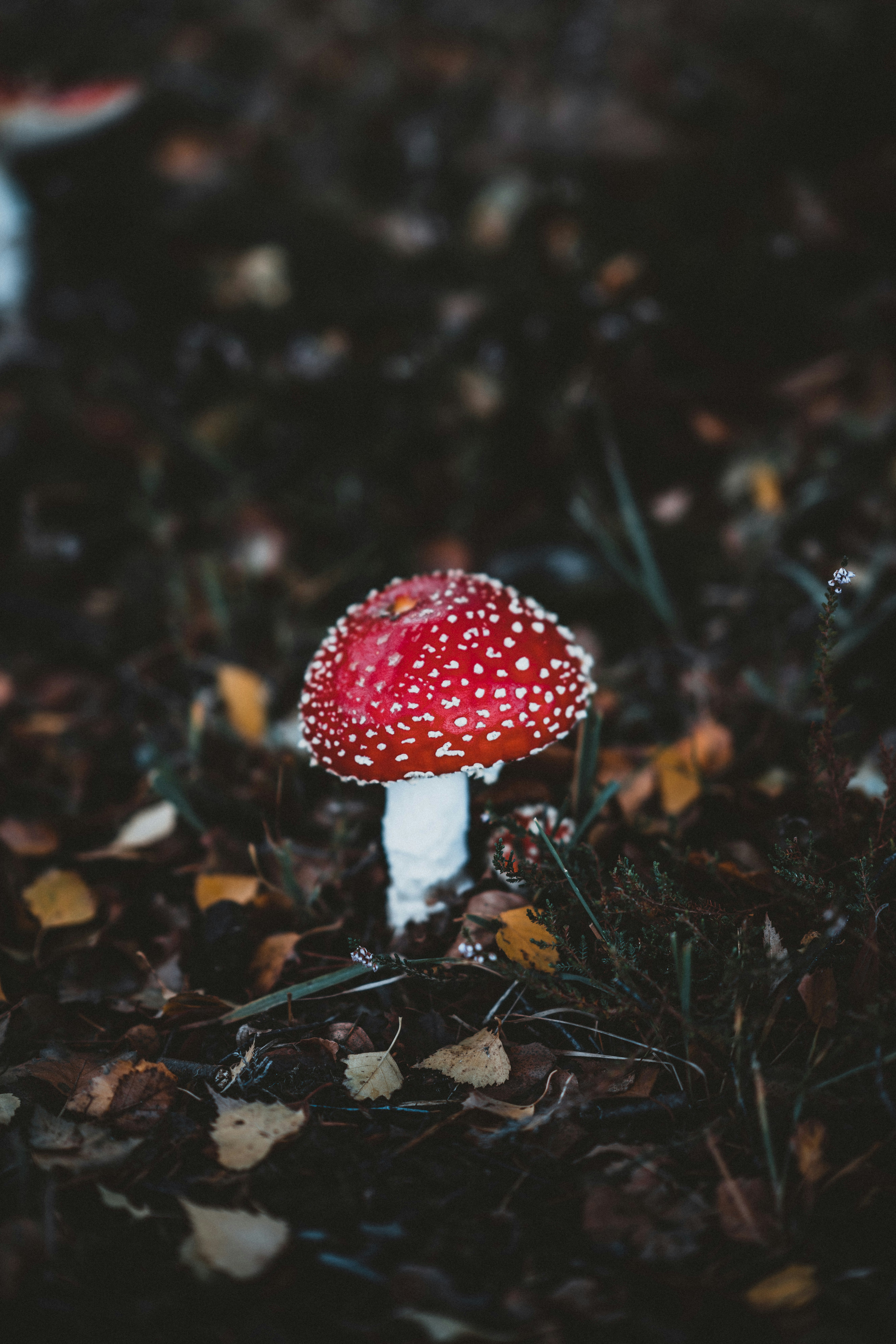 red mushroom\