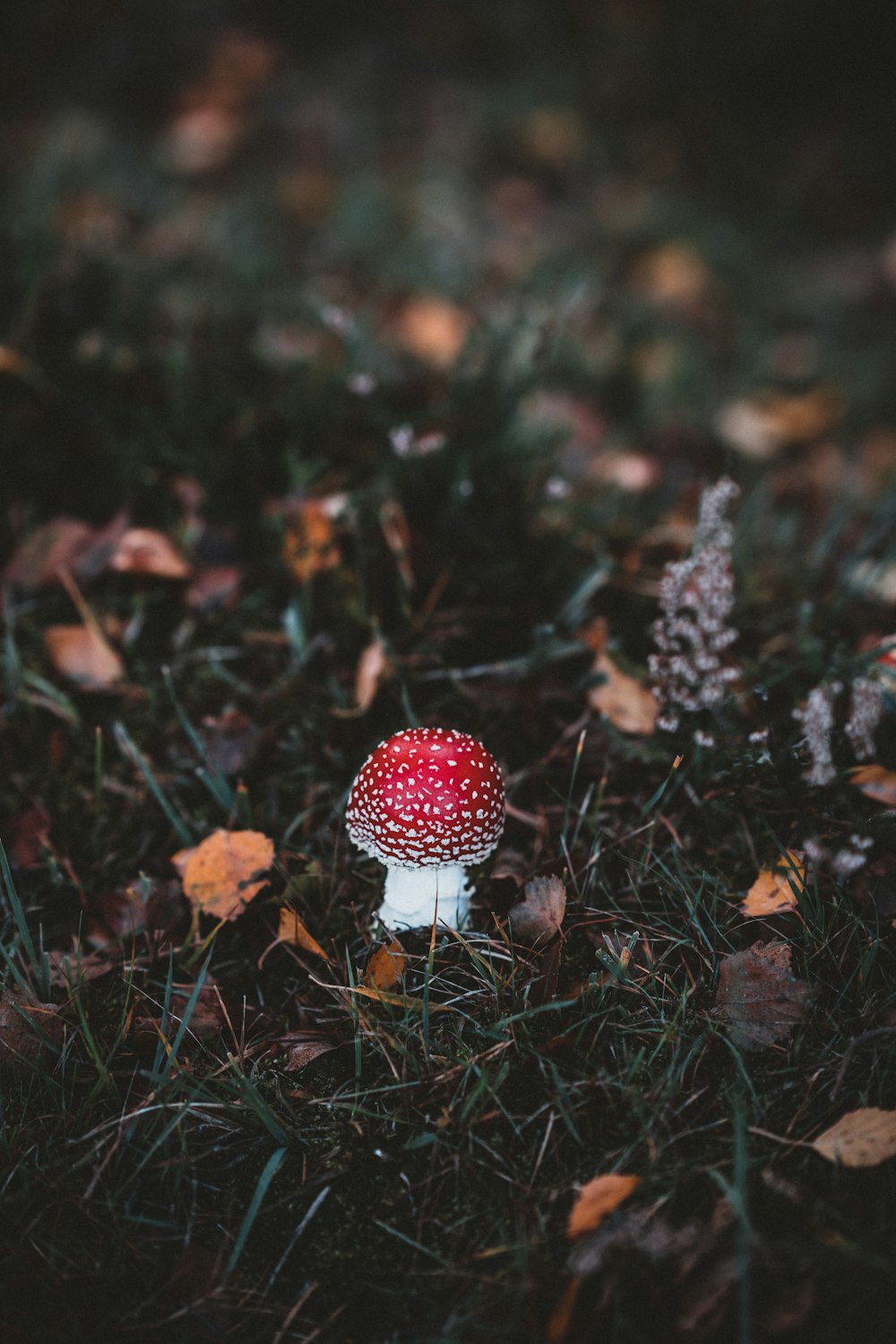 selective focus photo of red mushroom
