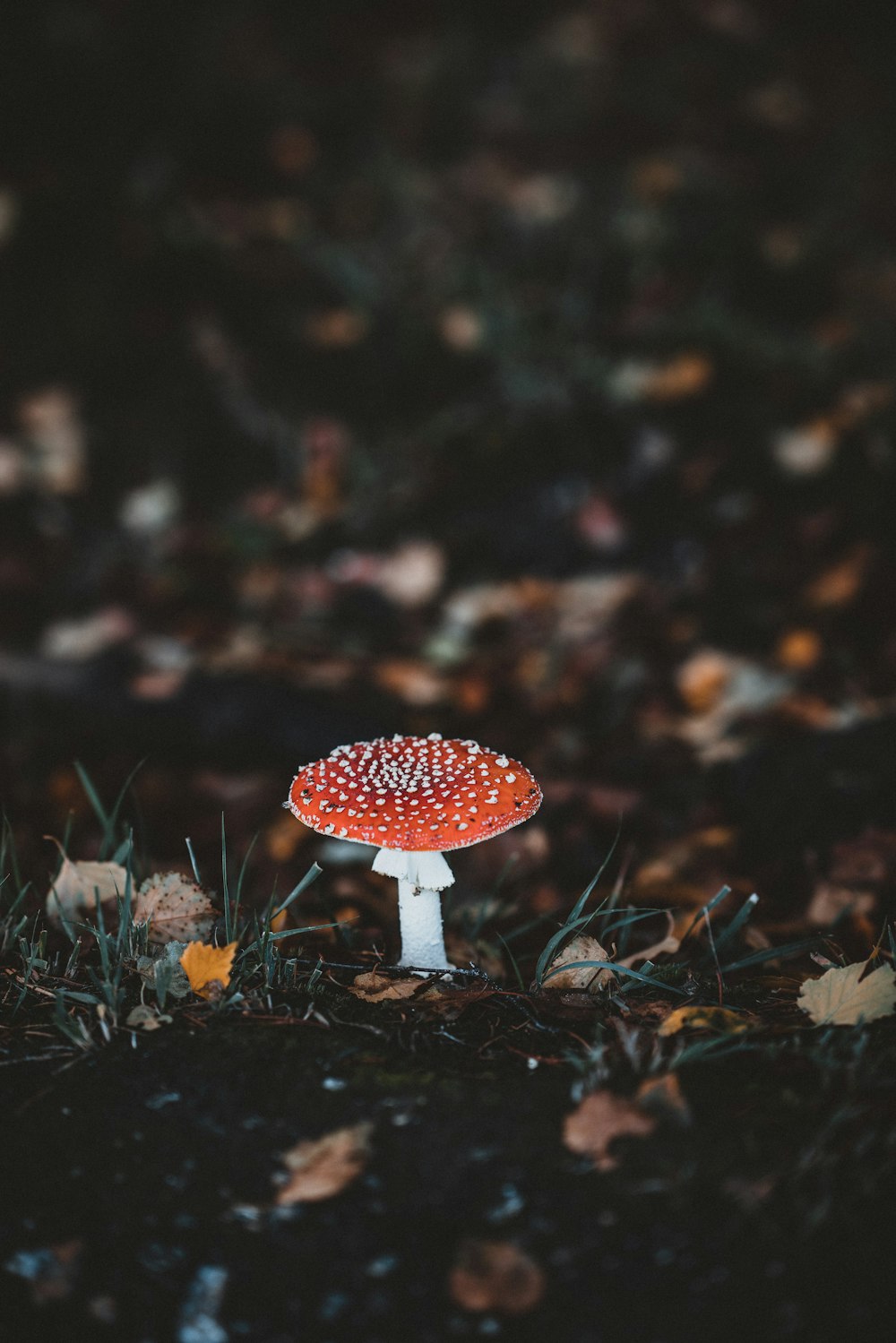 red mushroom