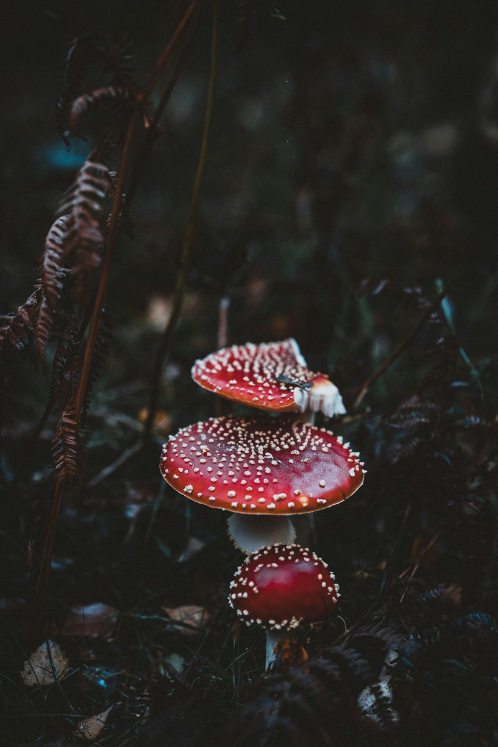 close-up photography of red mushroom during daytime