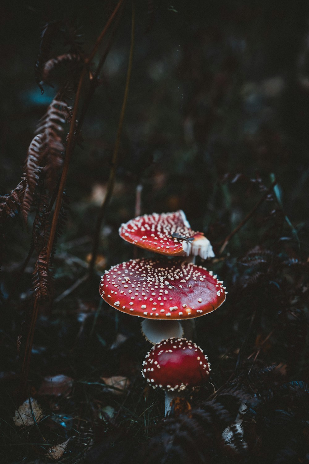 Photographie en gros plan de champignon rouge pendant la journée