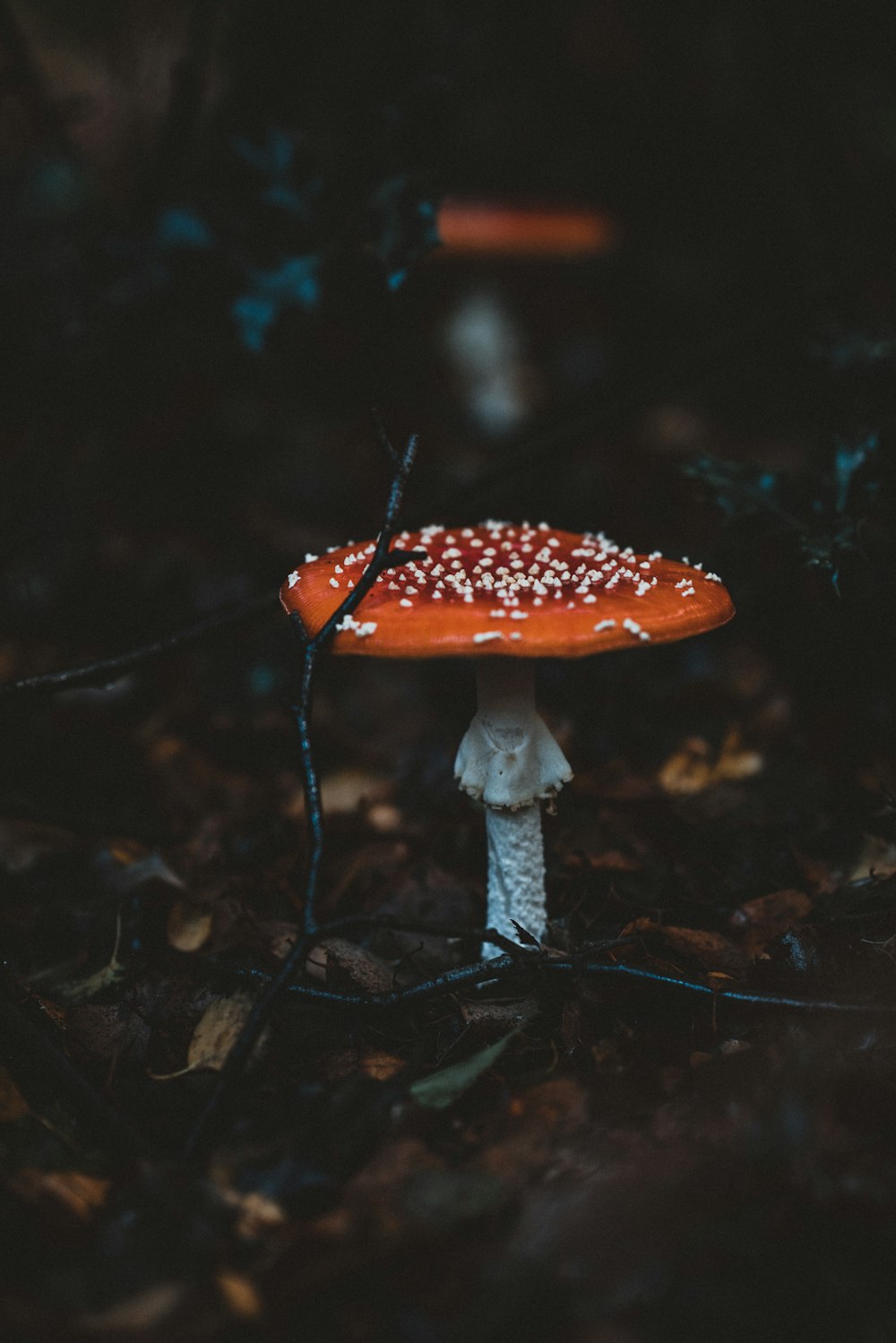 orange and white mushroom