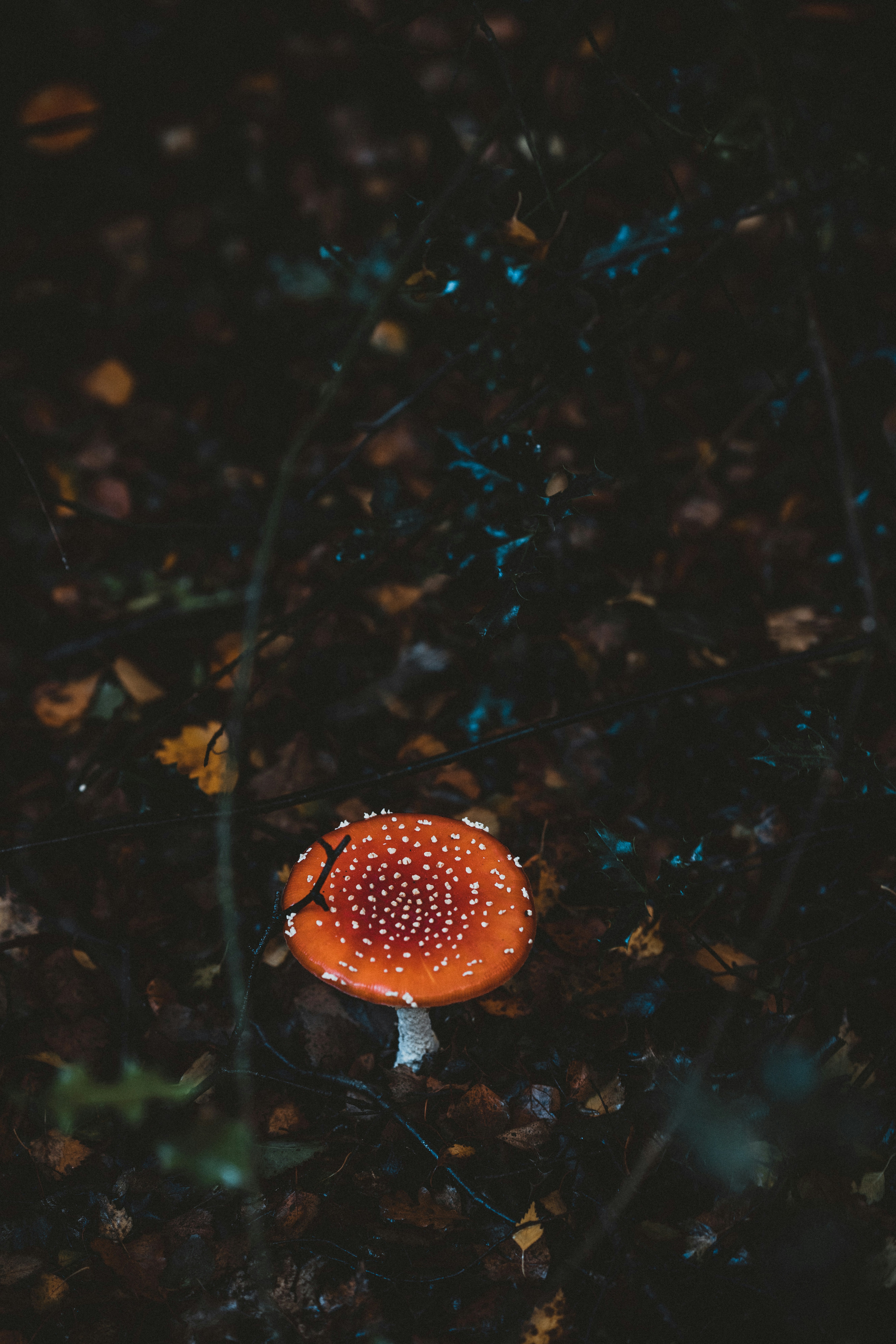 Photo by anniespratt