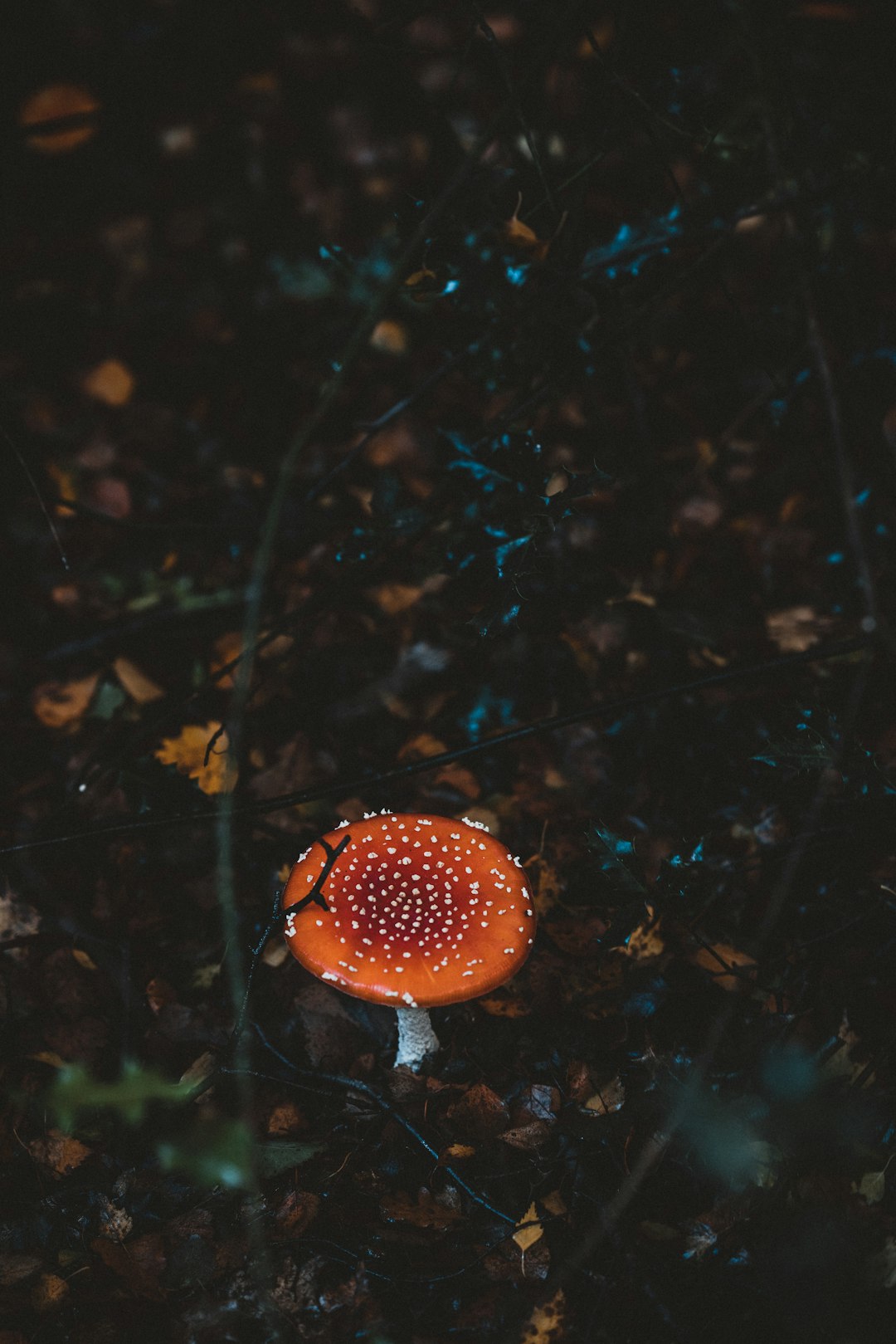 shallow focus photo of orange mushroom