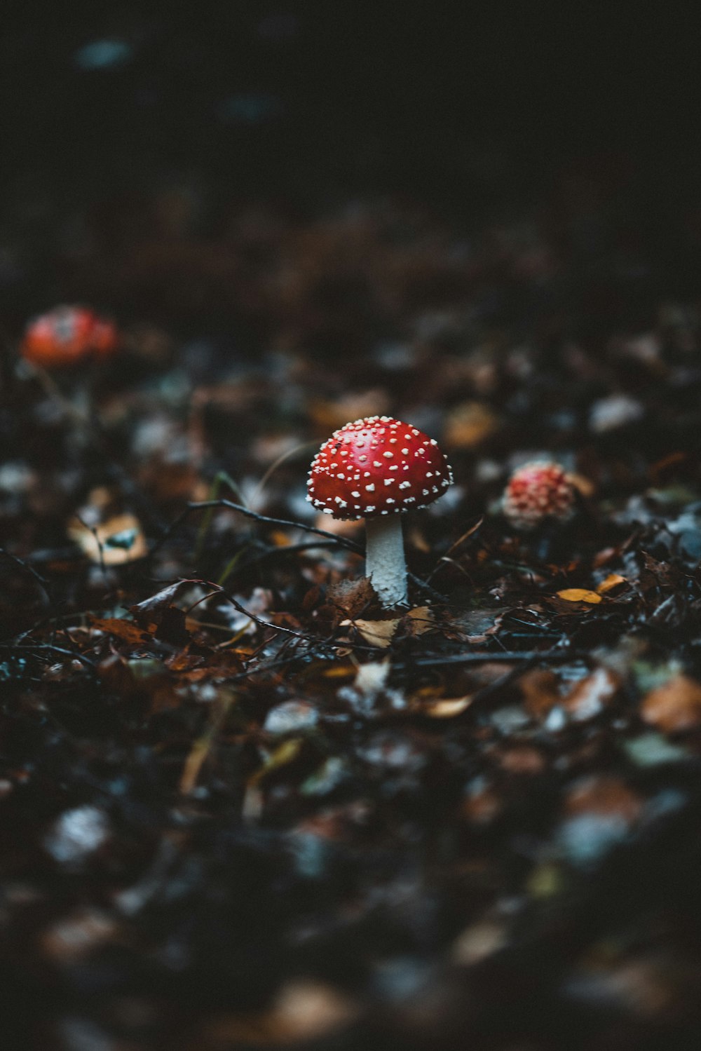 빨간색과 흰색 버섯의 근접 촬영 사진