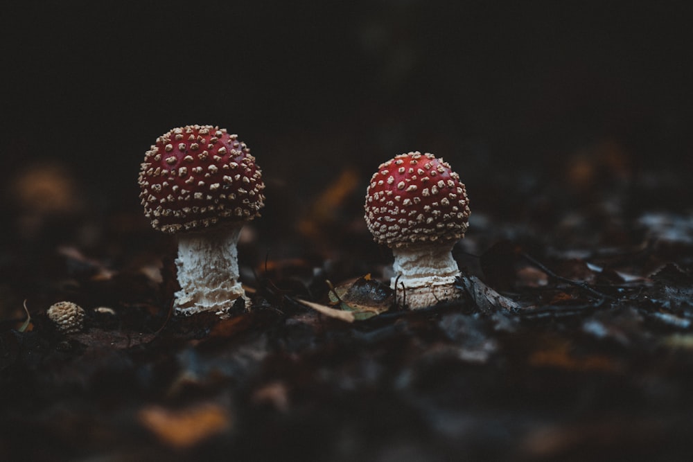 two red mushrooms