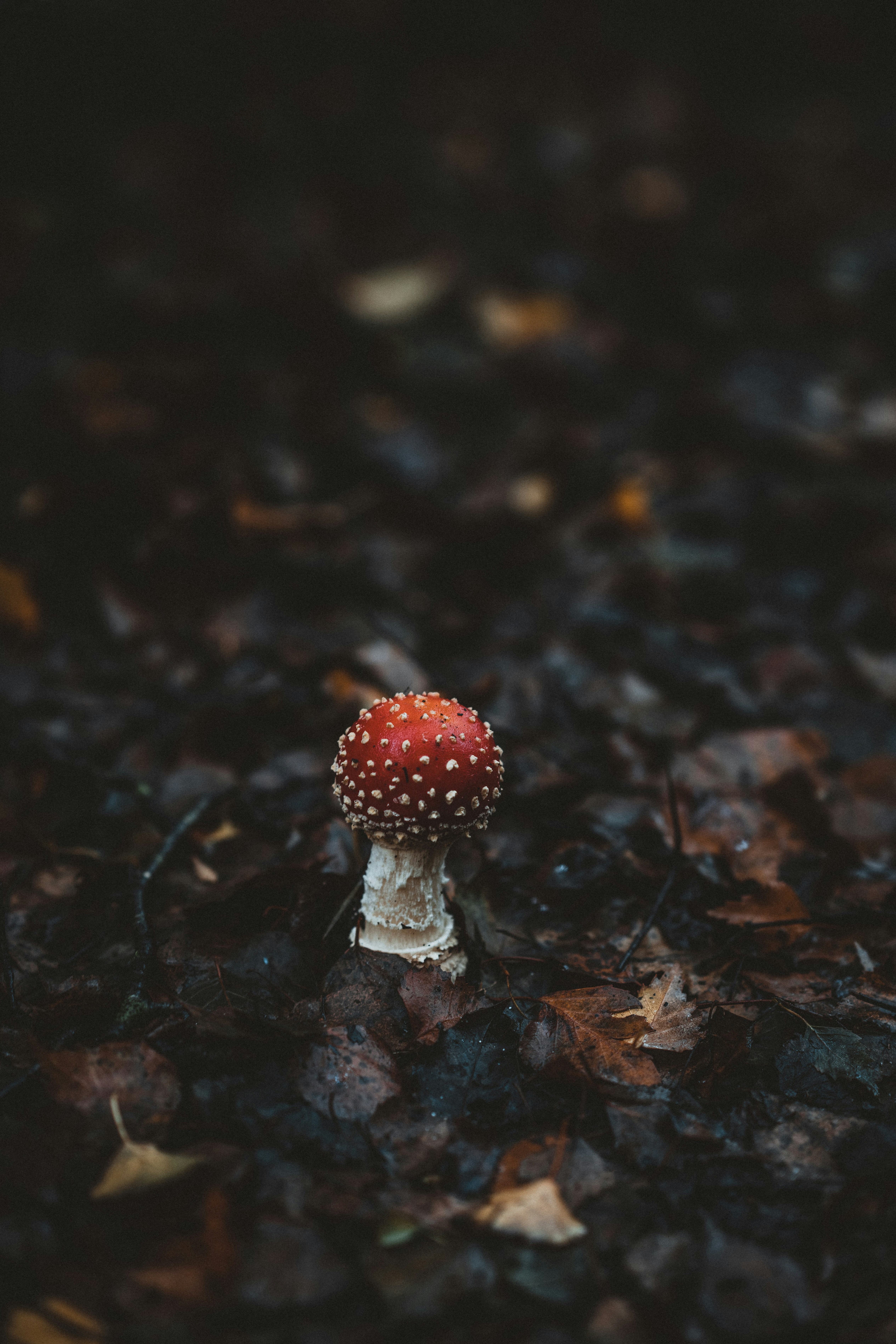 Photo by anniespratt