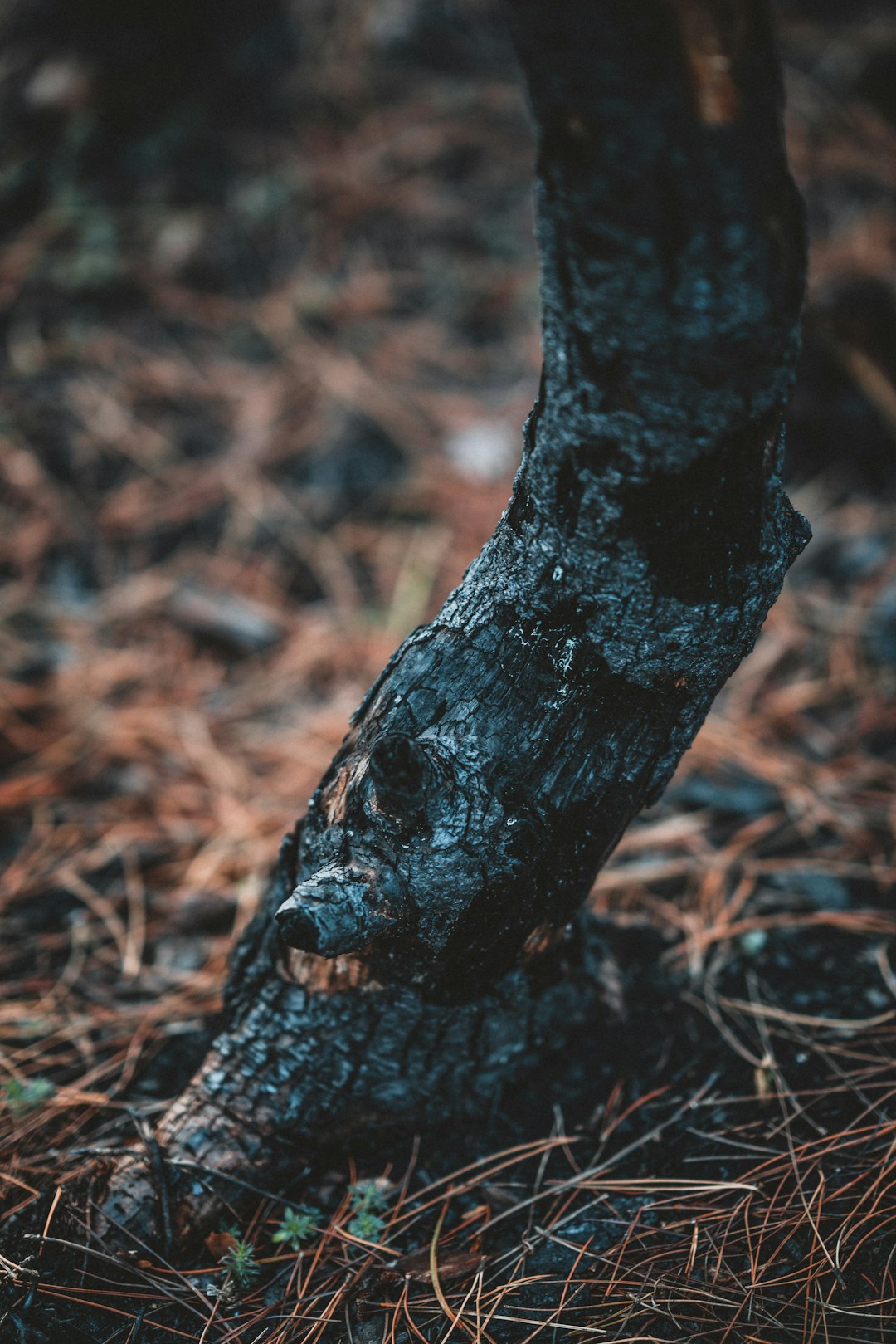 tree during daytime