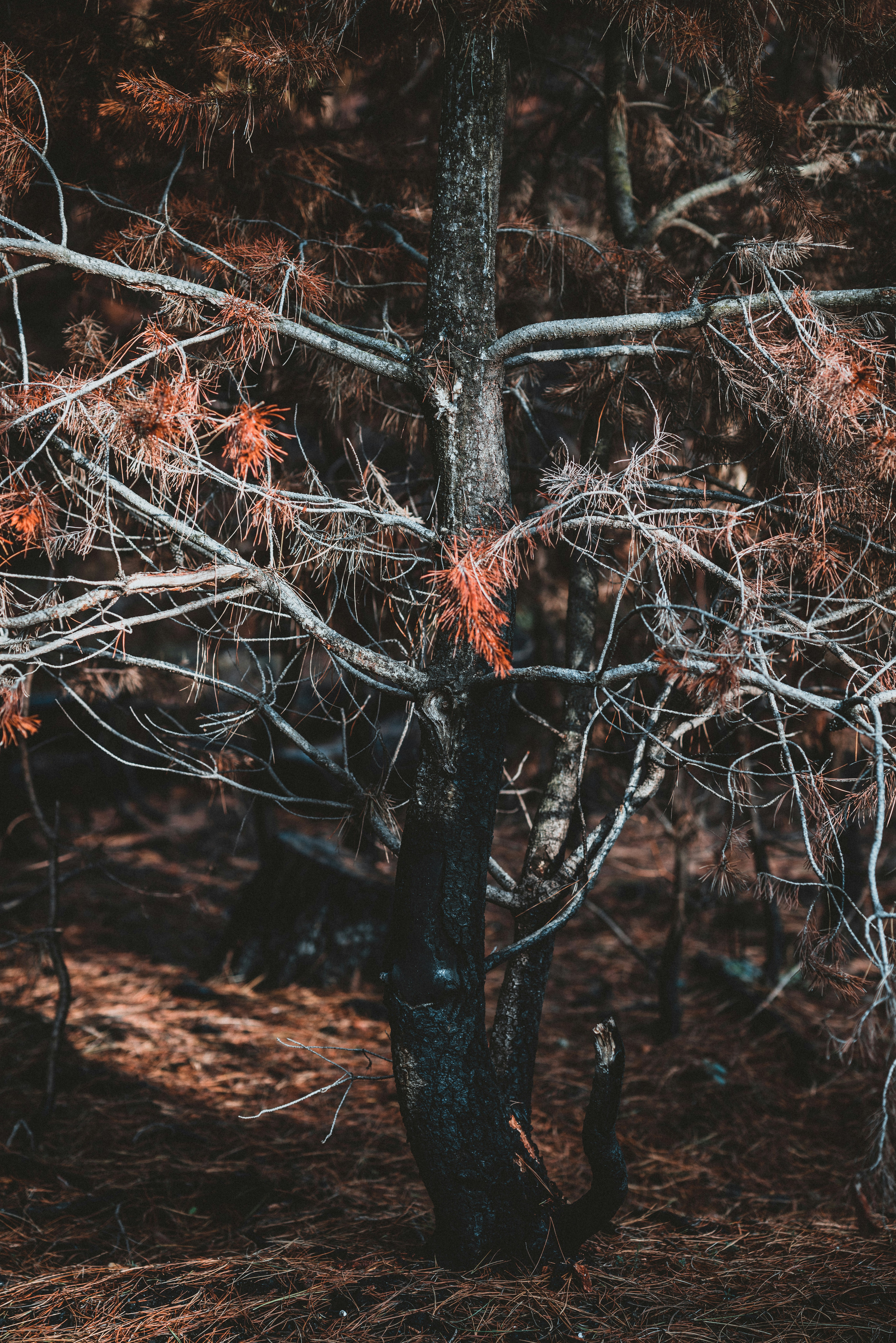 Photo by anniespratt