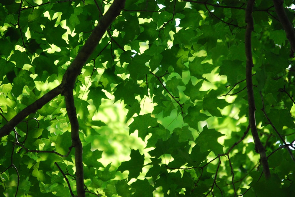 green-leafed tree