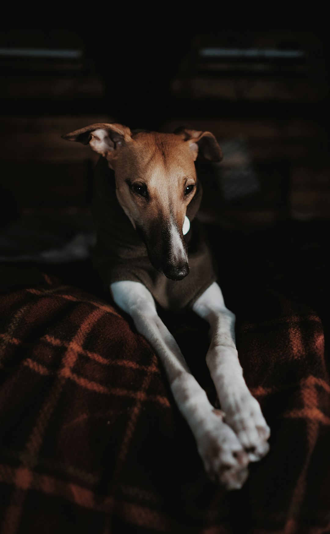 short-coated brown dog