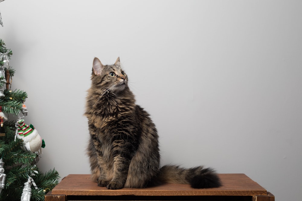 short-fur brown cat