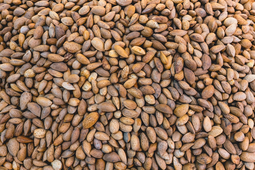 soy bean lot