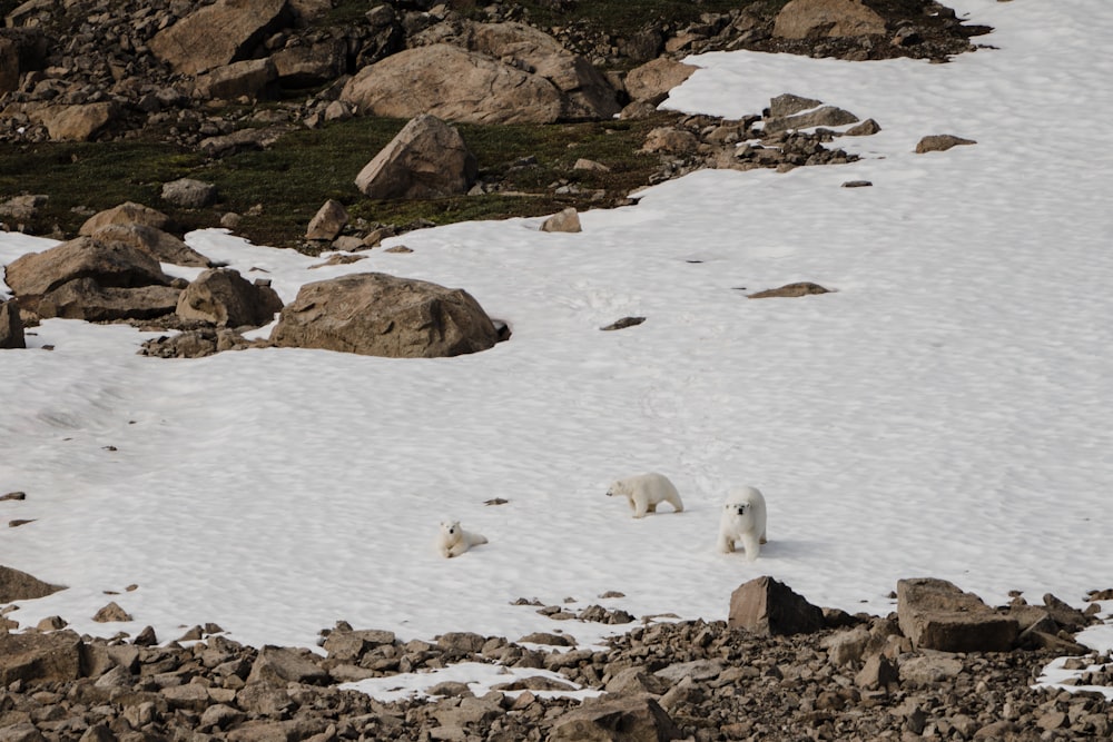 three white polar bears walking near brown stone