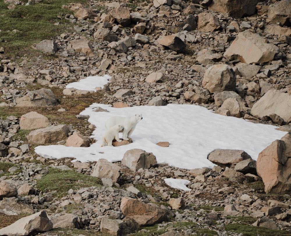 two white bears on brown rocky field