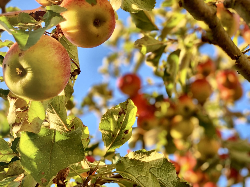 apple fruit on trees