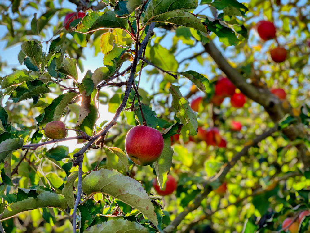 fruta da maçã na árvore