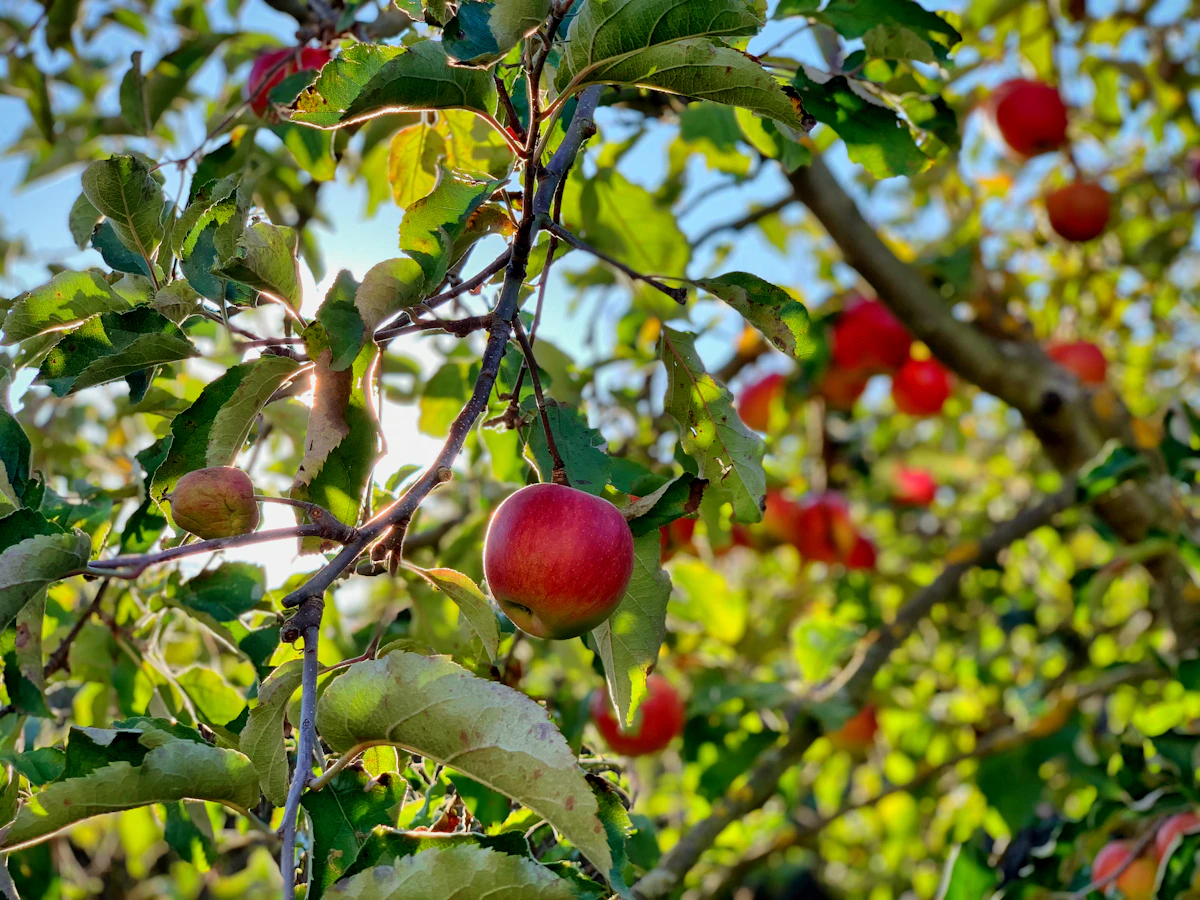 Apple ripening on the branch