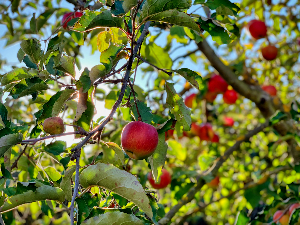 Manzana en el árbol