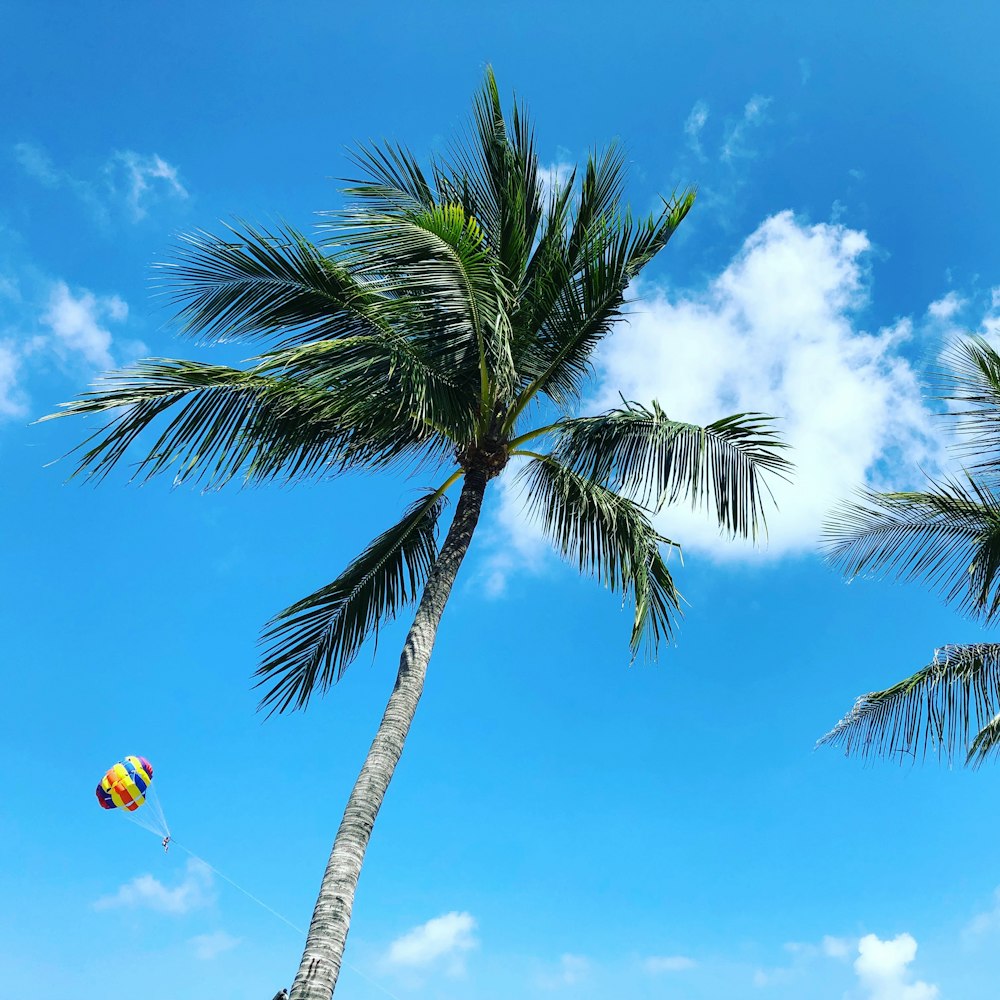 Low-Angle-Foto einer Palme unter blauem Himmel und weißen Wolken während des Tages