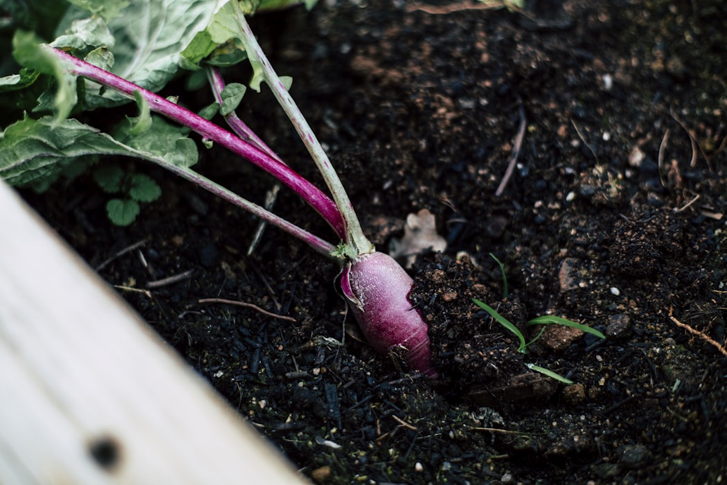 Radish | 63 Amazing Pest And Insect Repellent For Plants You Should Know