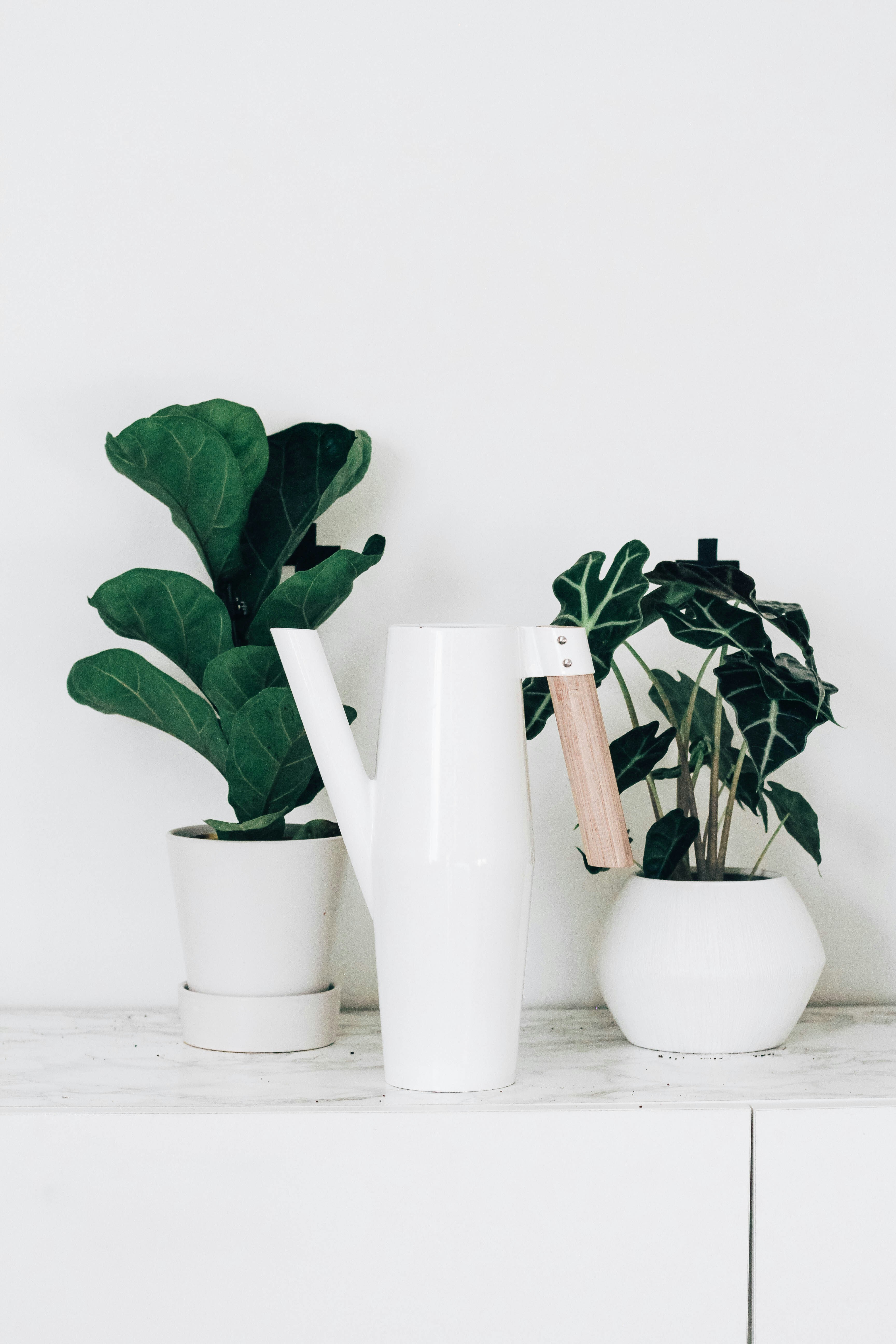white watering can with two plants behind it