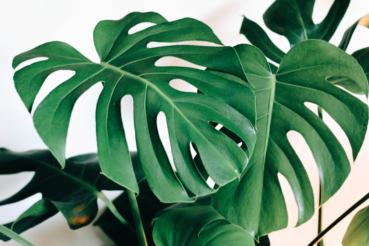 Plantas de interior — Vivero Avenida
