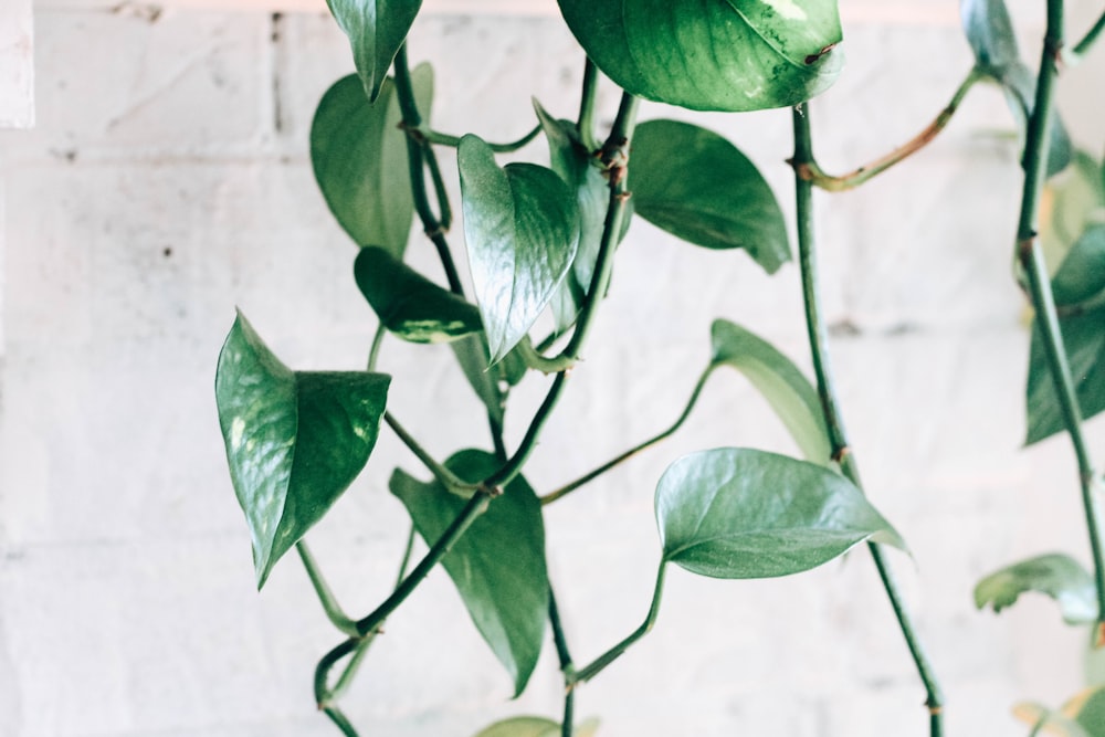 plantas de hojas verdes