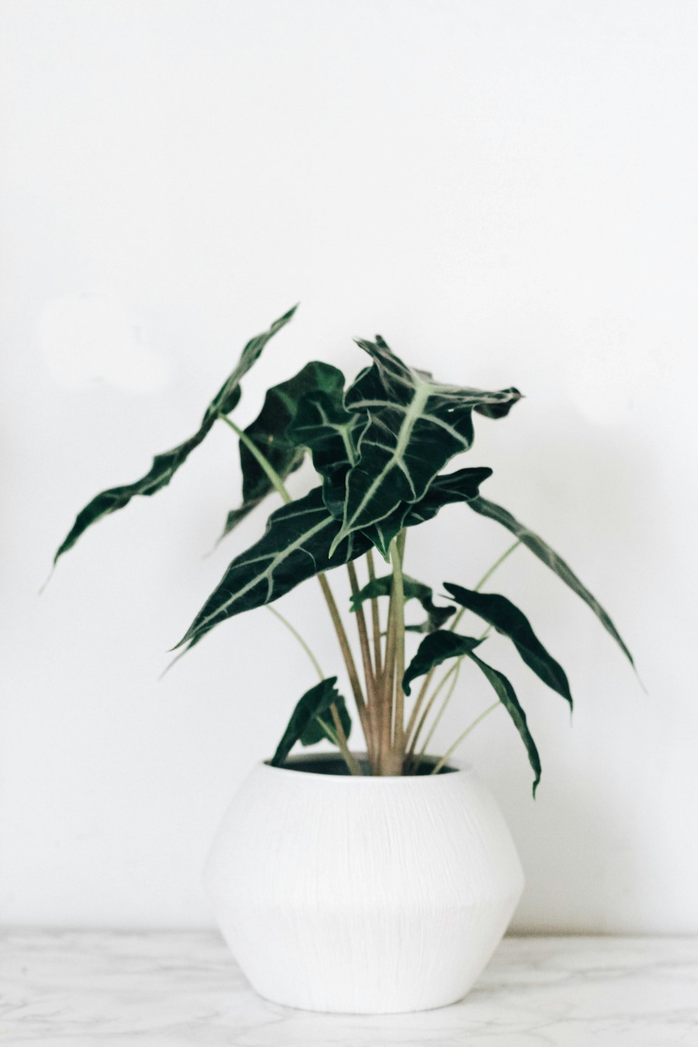 a potted plant sitting on top of a white table