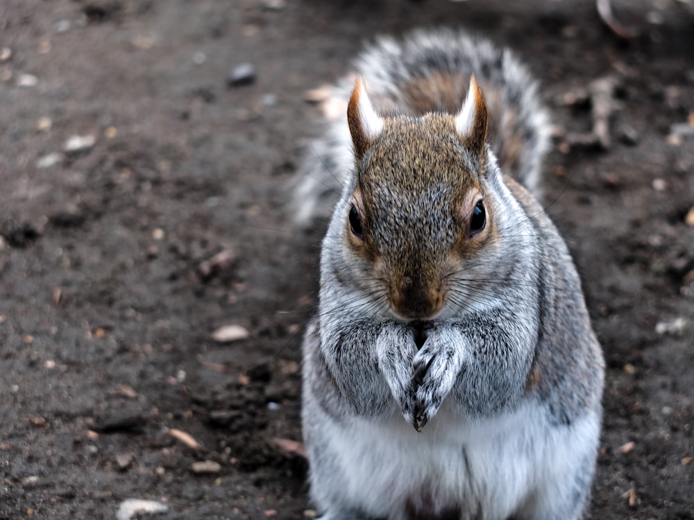 shallow focus photo of gray squirrel