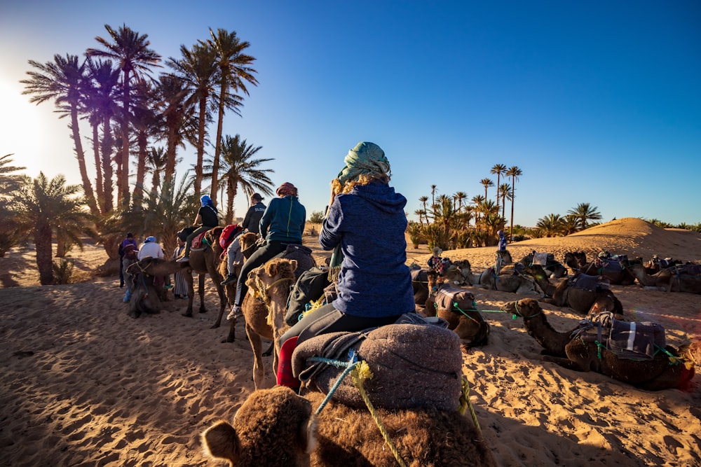 four person ride on camel