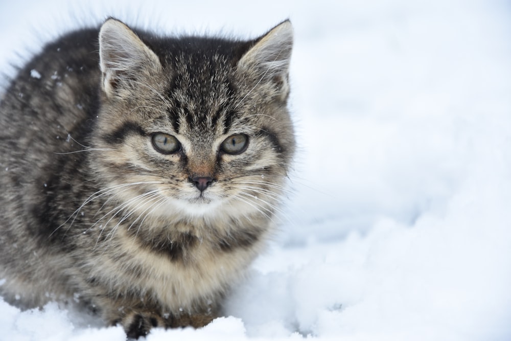 brown tabby kitten lying on white snow