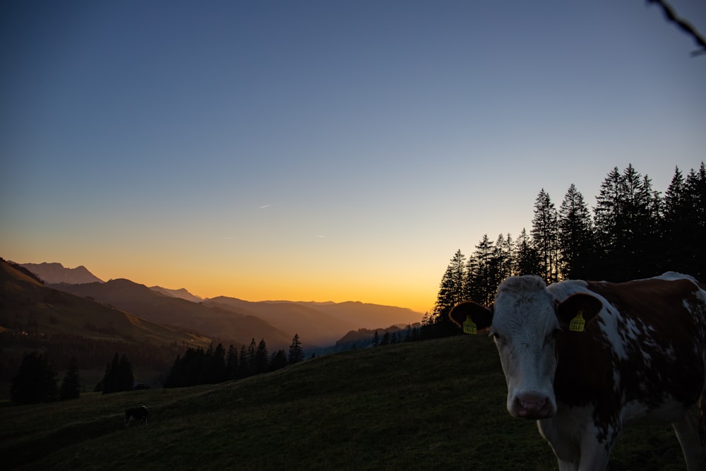 white and brown cow