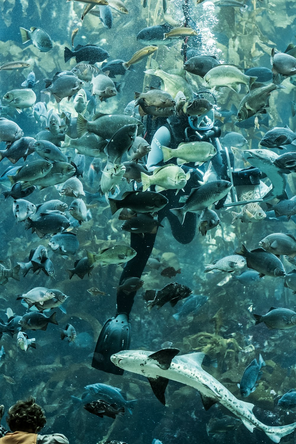 Underwater photo of diver with school of fish