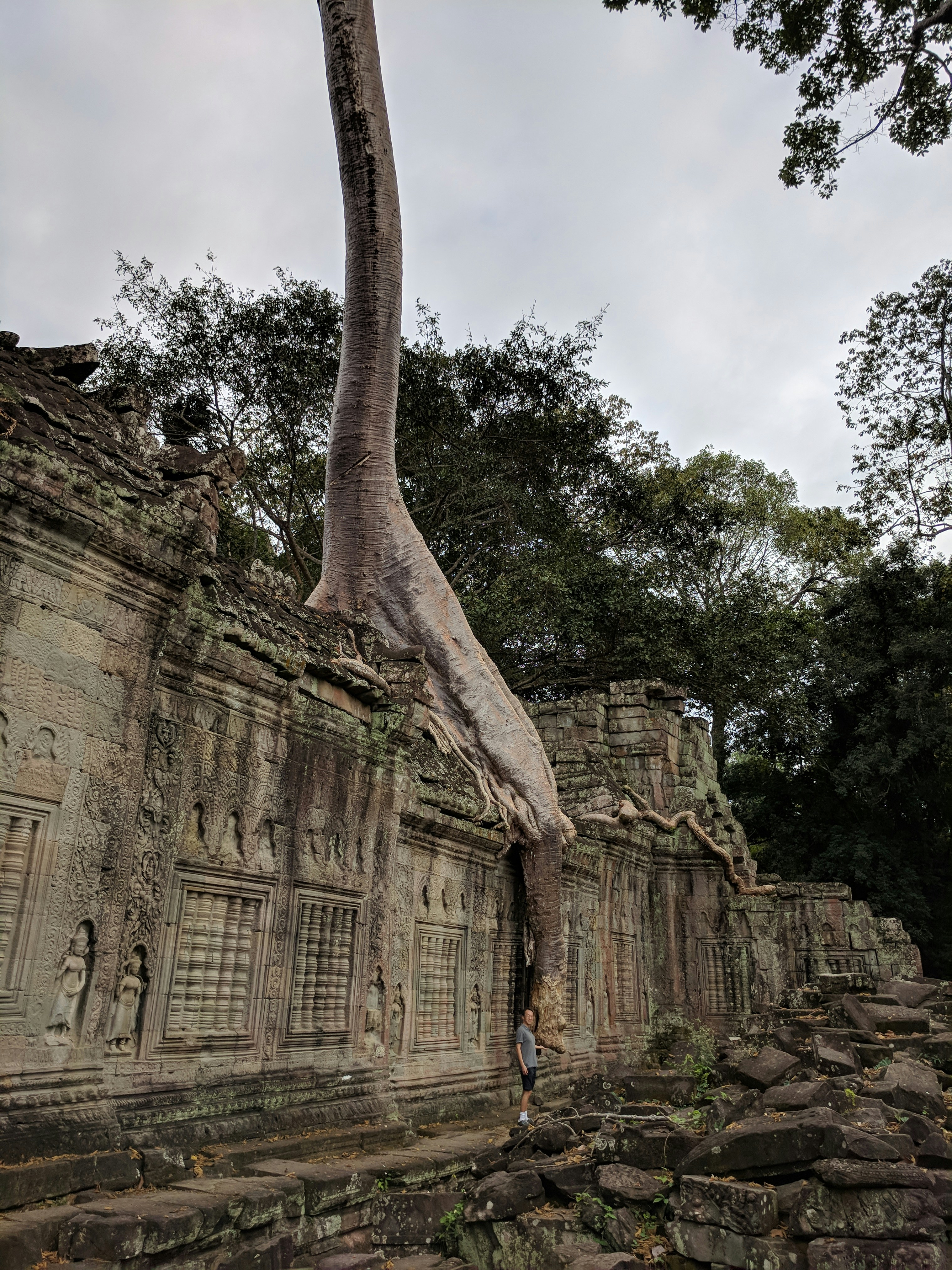 Ta Prohm temple with tree roots engulfing ancient stone walls Cambodia