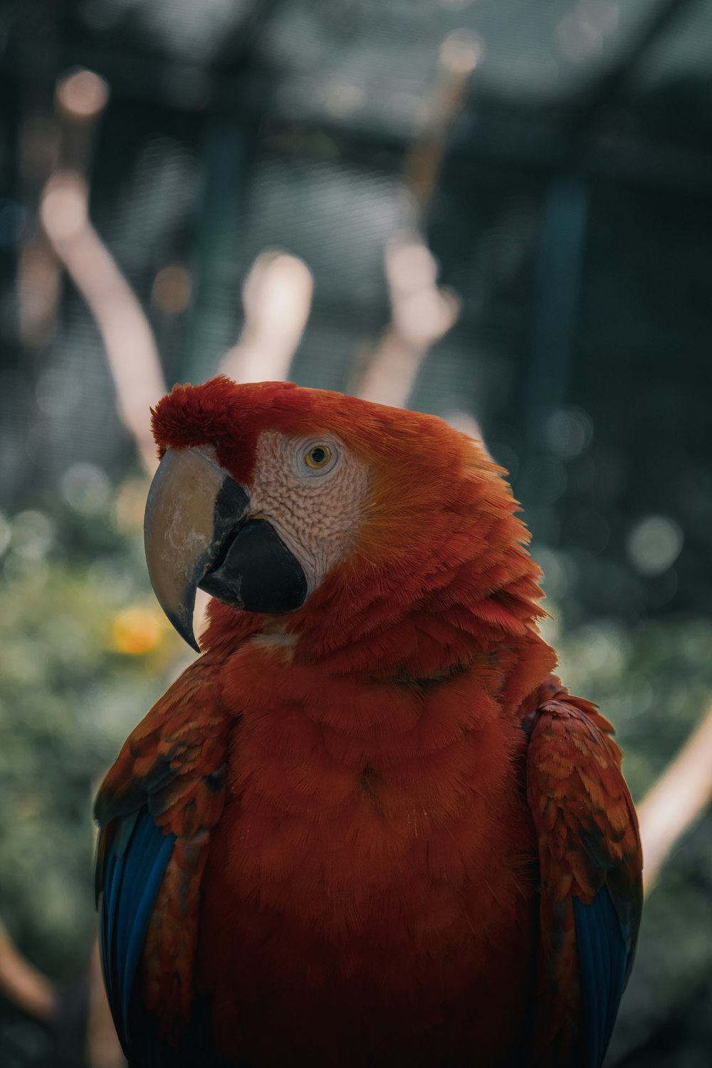 scarlet macaw