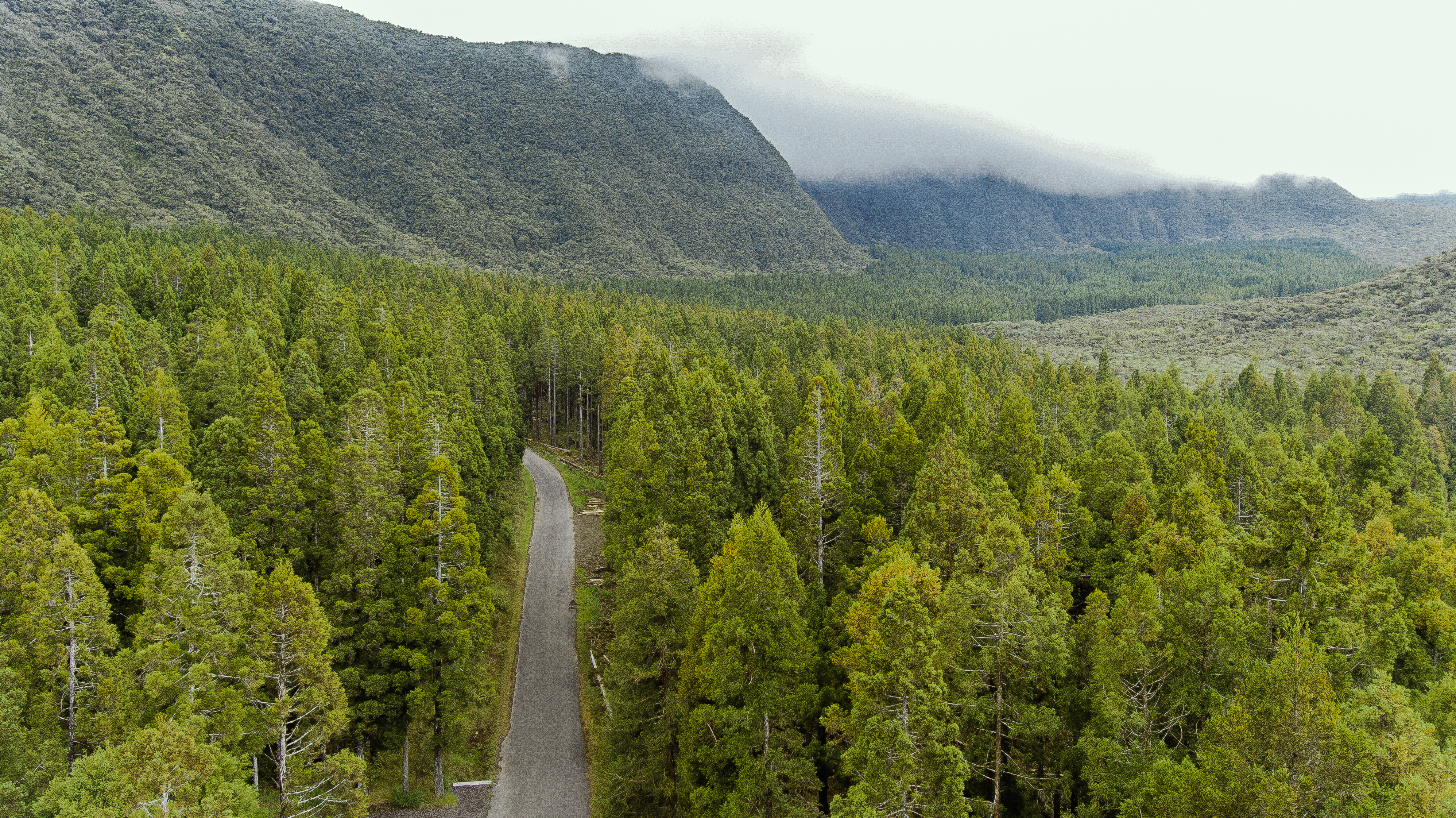 concrete road in between forest at daytime