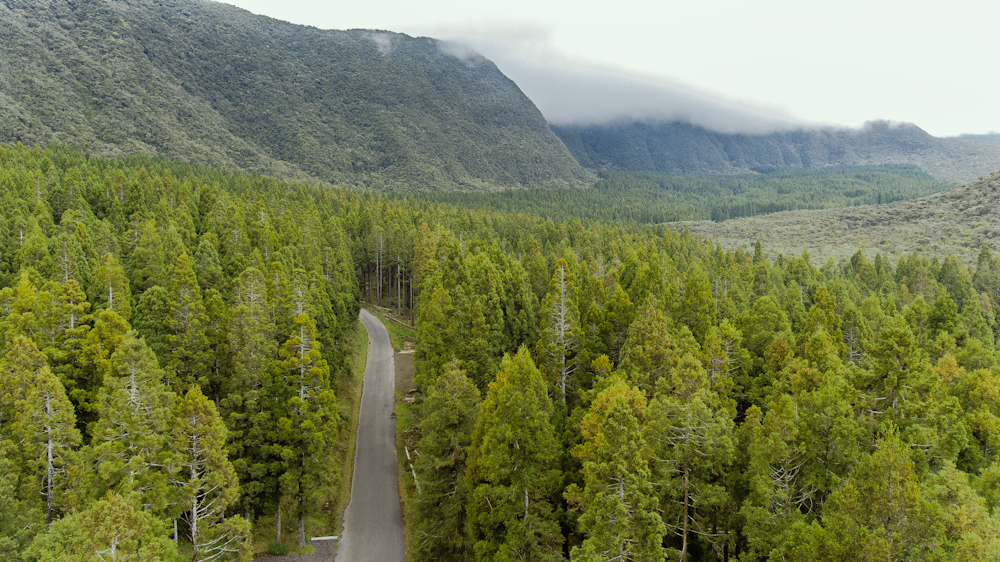 concrete road in between forest at daytime