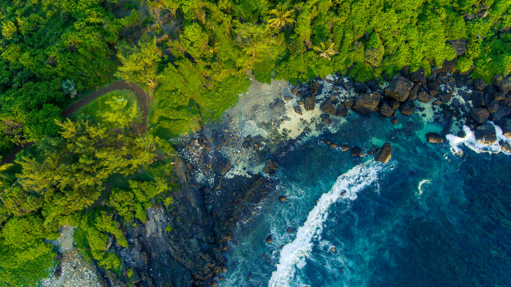 green trees beside body of water