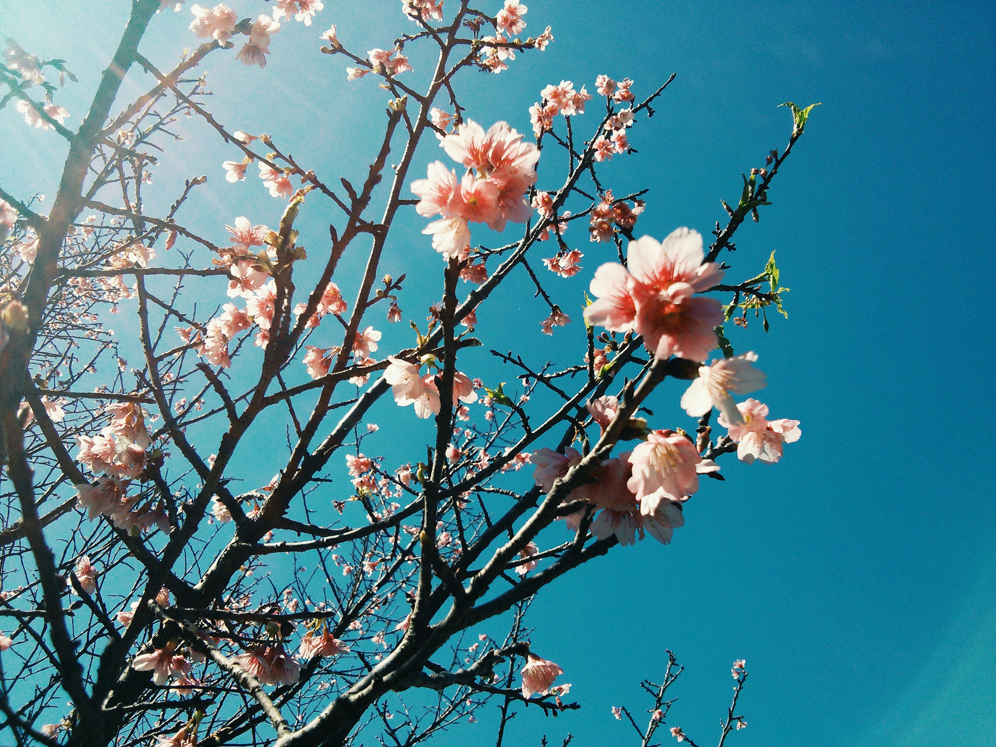 fleurs de cerisier rose sous le ciel bleu