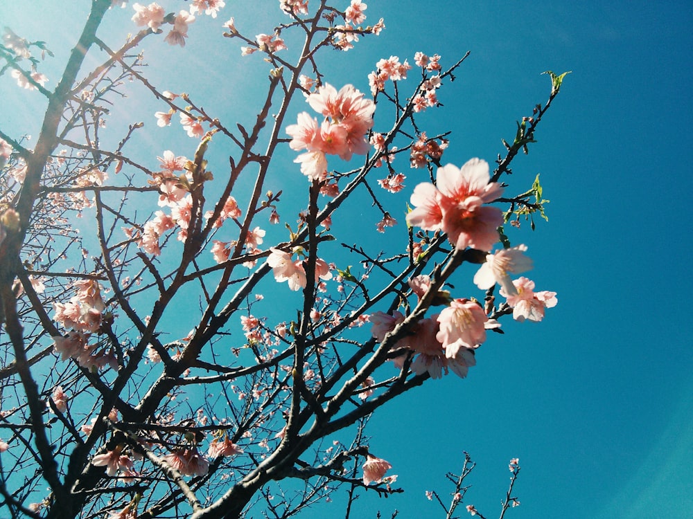 pink cherry blossoms under blue sky