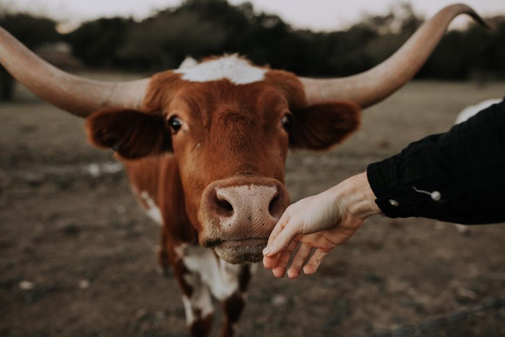 brown and white cattle