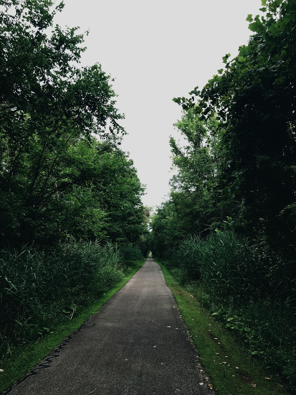 road between green-leafed trees