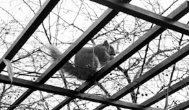 A squirrel is perched on a wooden trellis, surrounded by a network of leafless branches. The scene is captured in black and white, highlighting the lattice structure and the intricate patterns of the bare twigs.