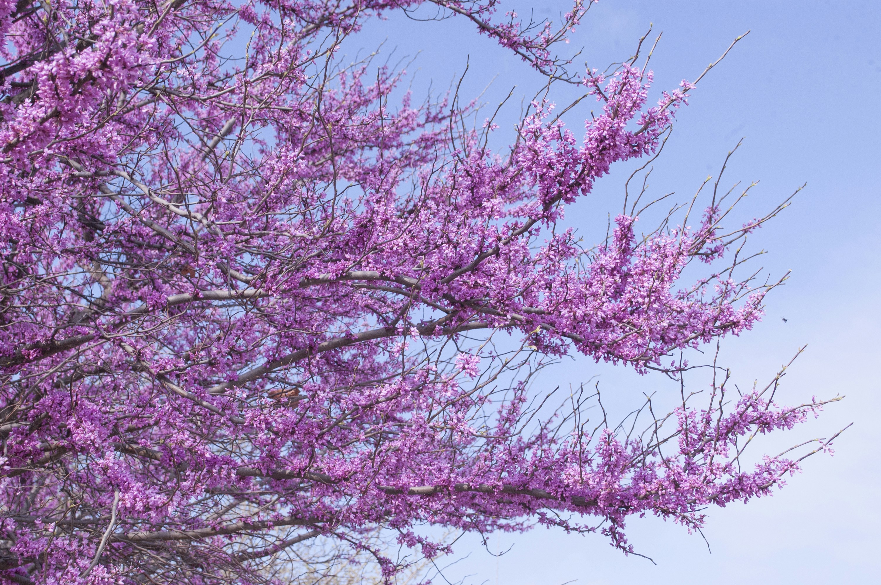 Redbud Tree Planting Learn How To Grow One In Your Garden