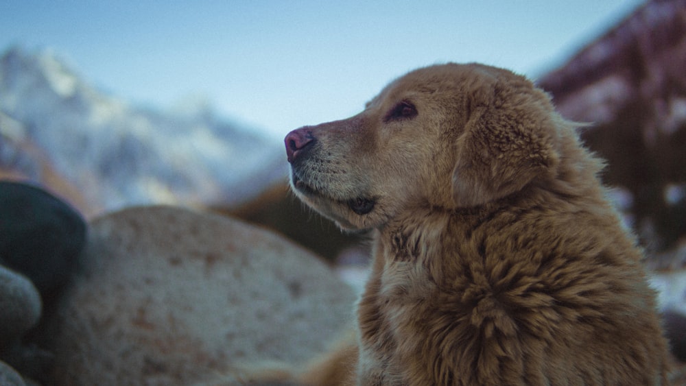 dog looking up