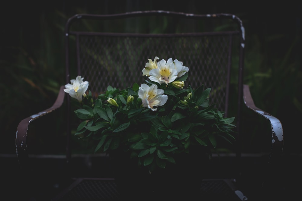 white-petaled flower