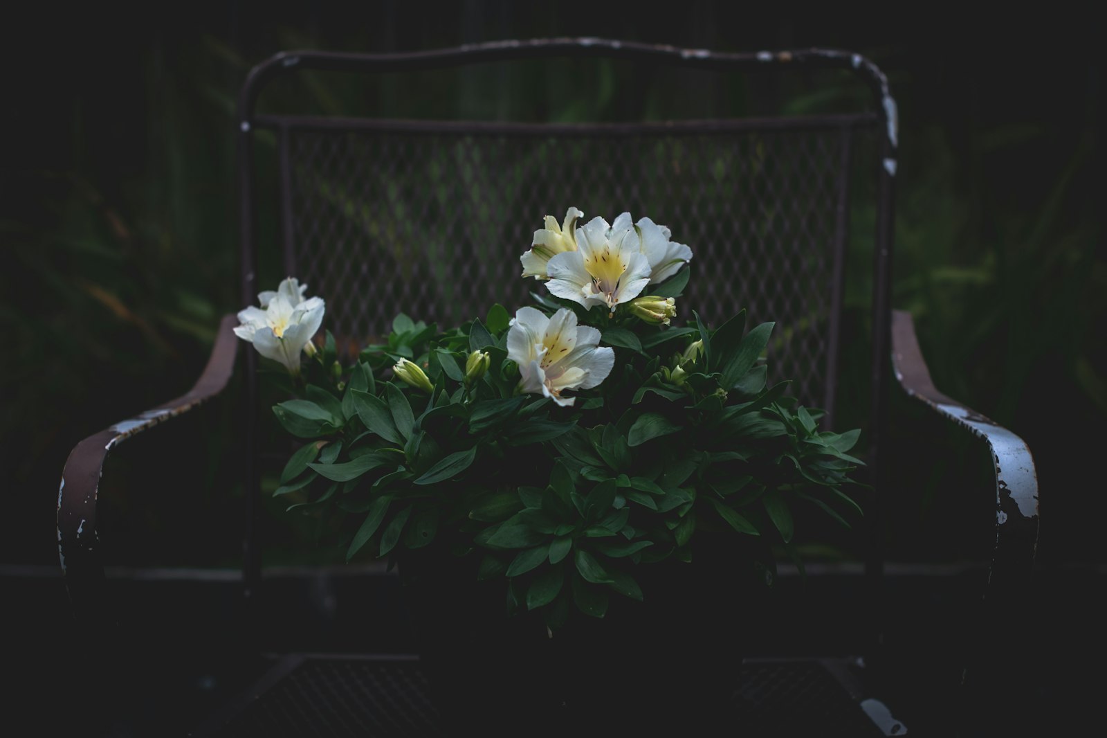 Nikon D850 + Nikon AF-S Nikkor 50mm F1.4G sample photo. White-petaled flower photography